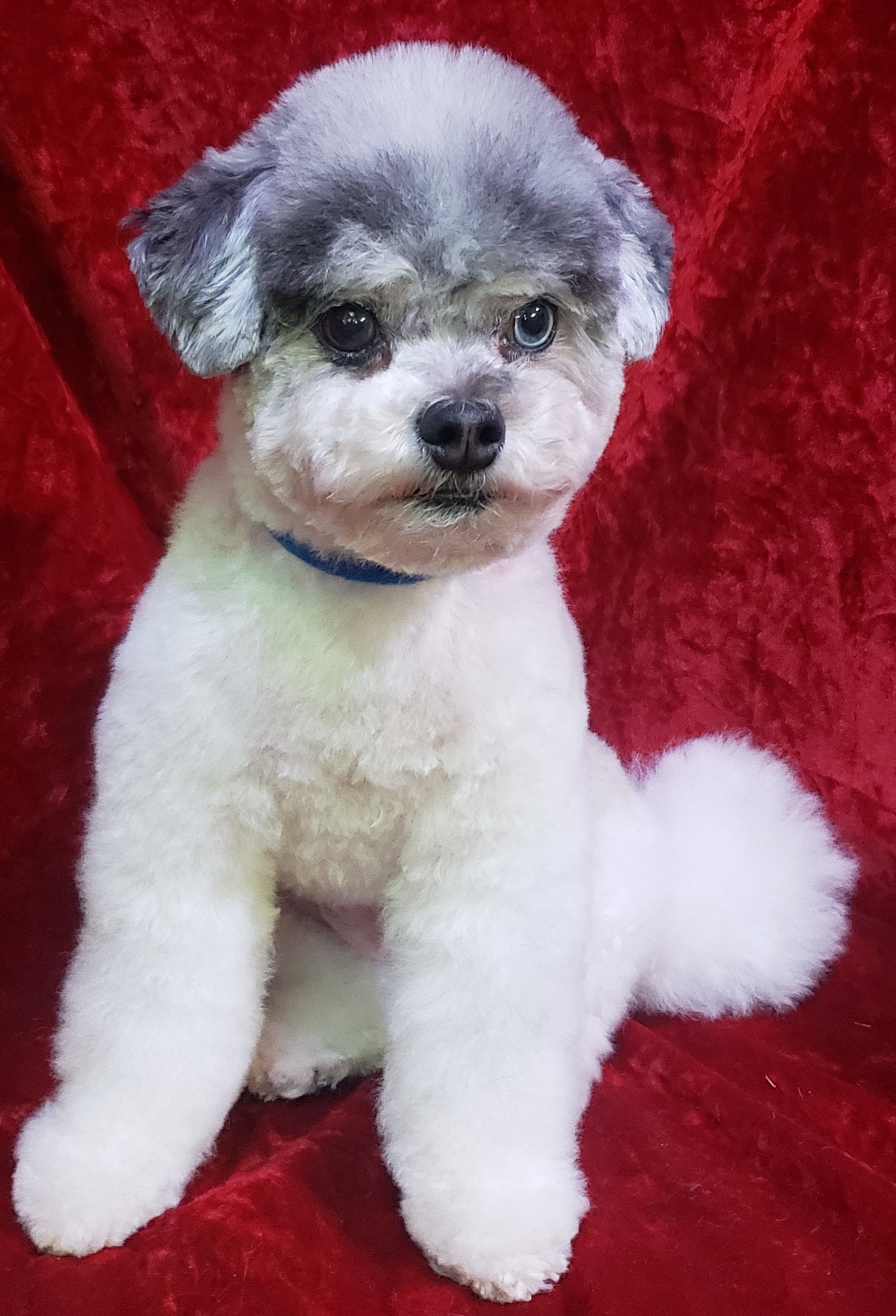 How Often Should You Groom Your Dog? A Breed Guide
