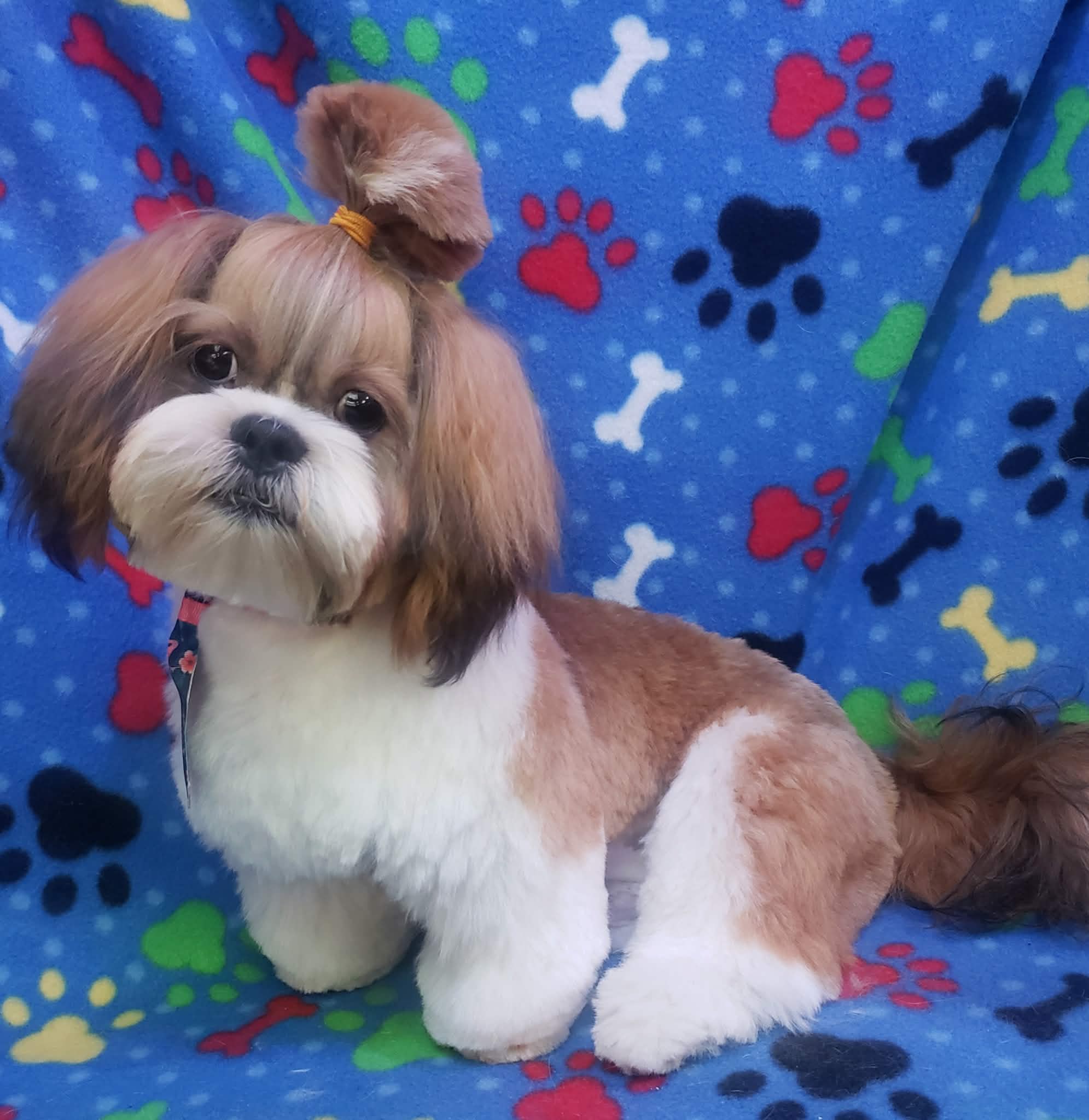 Adorable Shih Tzu with perfect grooming - full-view transparent pet grooming in Cumming GA